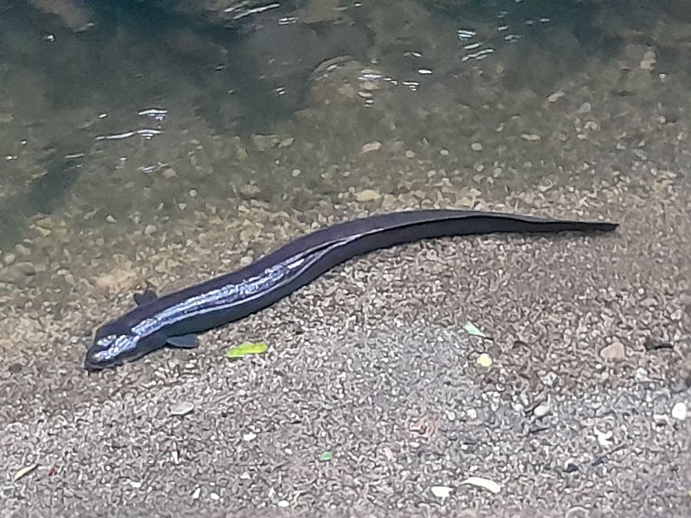 A large grey New Zealand eel rests on a sandy stream edge looking all smooth and shiny and fat and happy 