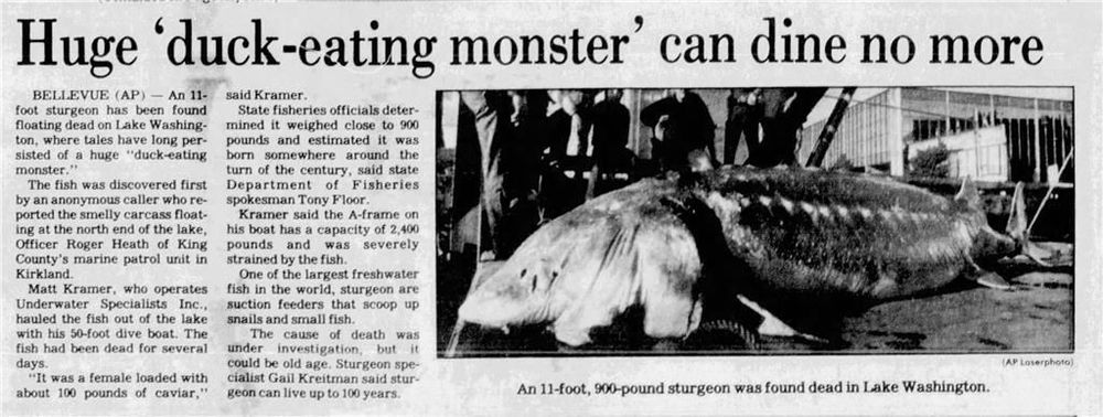 Bellingham Herald, November 7, 1987 