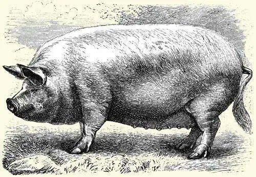 Pig