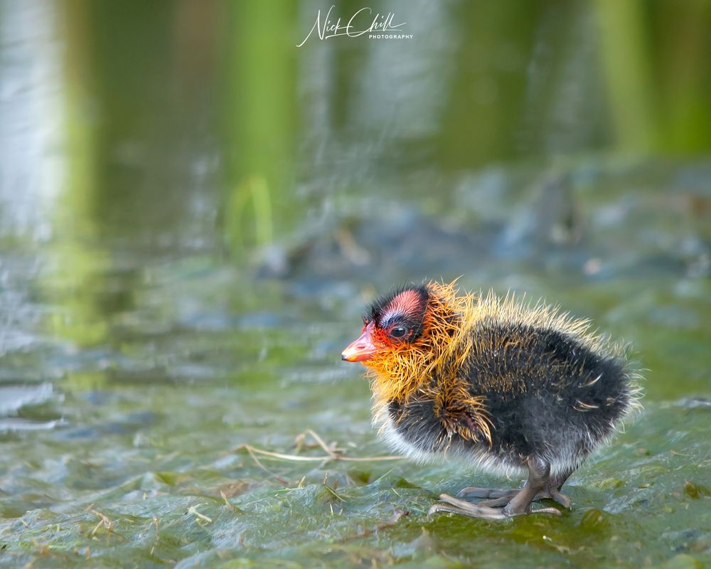 A colorful American coot chick (cootie?) stands on a blanket of moss at Lake Murray, La Mesa, California. (2010)
