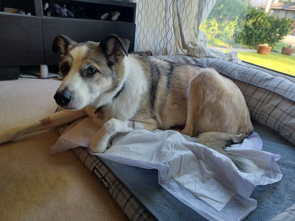 A brown and white greyhound–husky dog lying on a dog bed with a puppy pad under him. Small squares on his front legs are shaved from IV access. 