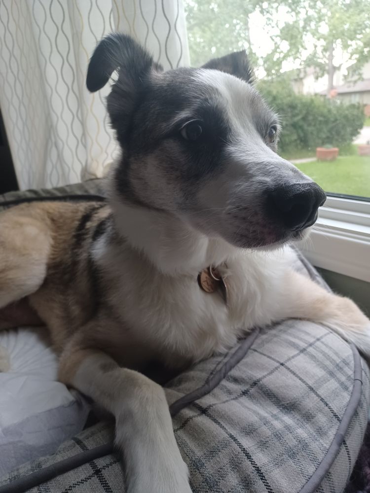 A very handsome brown and white greyhound–husky lying on a dog bed in front of a large window. 