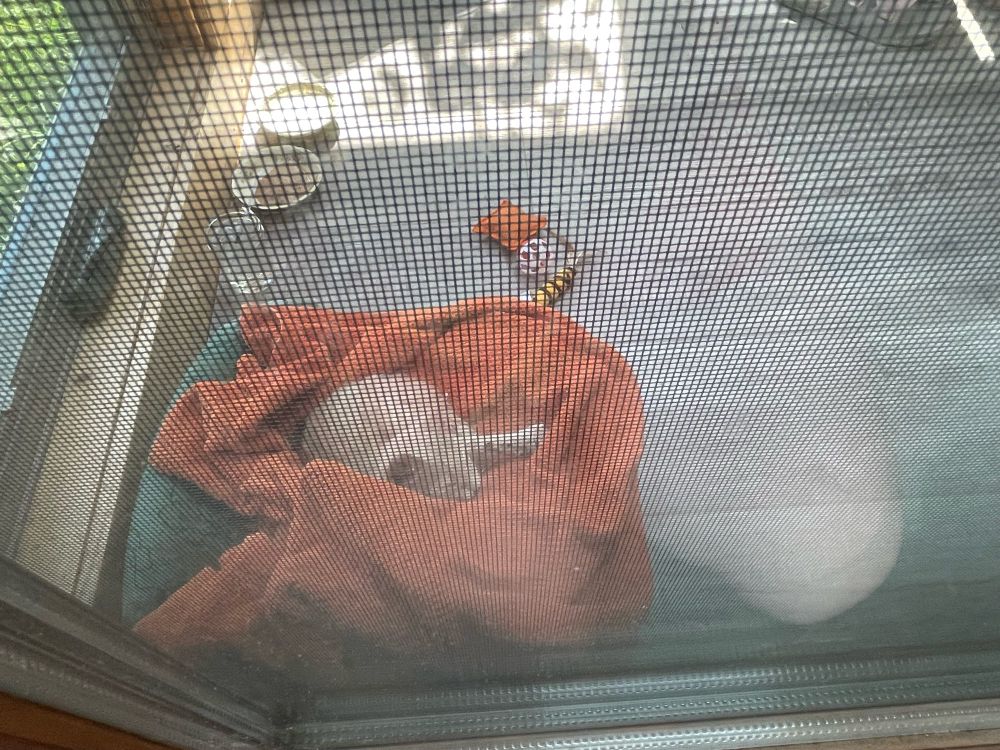 Injured kitten napping on a towel