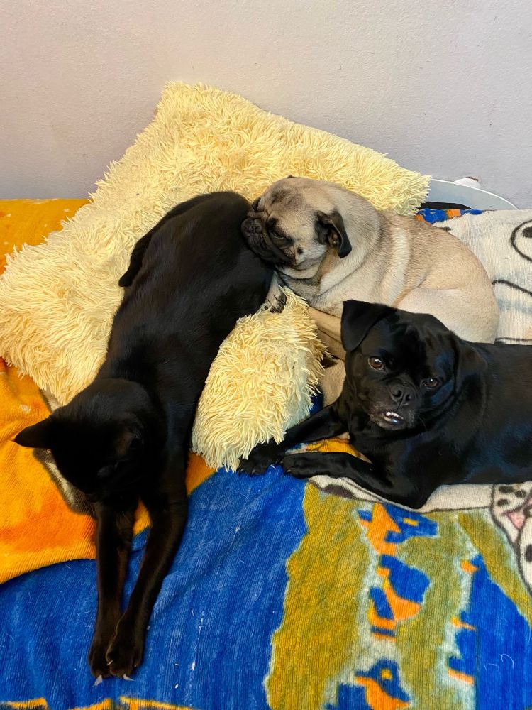 Fawn pug (Winston) using cat butt for a pillow, and black pug mix (Rocky) mugging for the camera. 