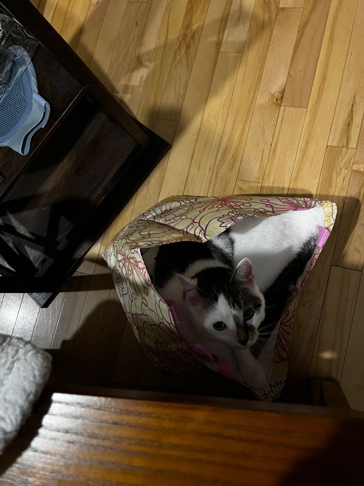 White and tabby two-toned cat lying in a reusable grocery bag looking up at the camera