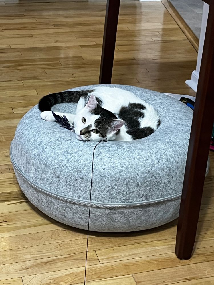 White and tabby two-toned cat curled up and looking back at the camera