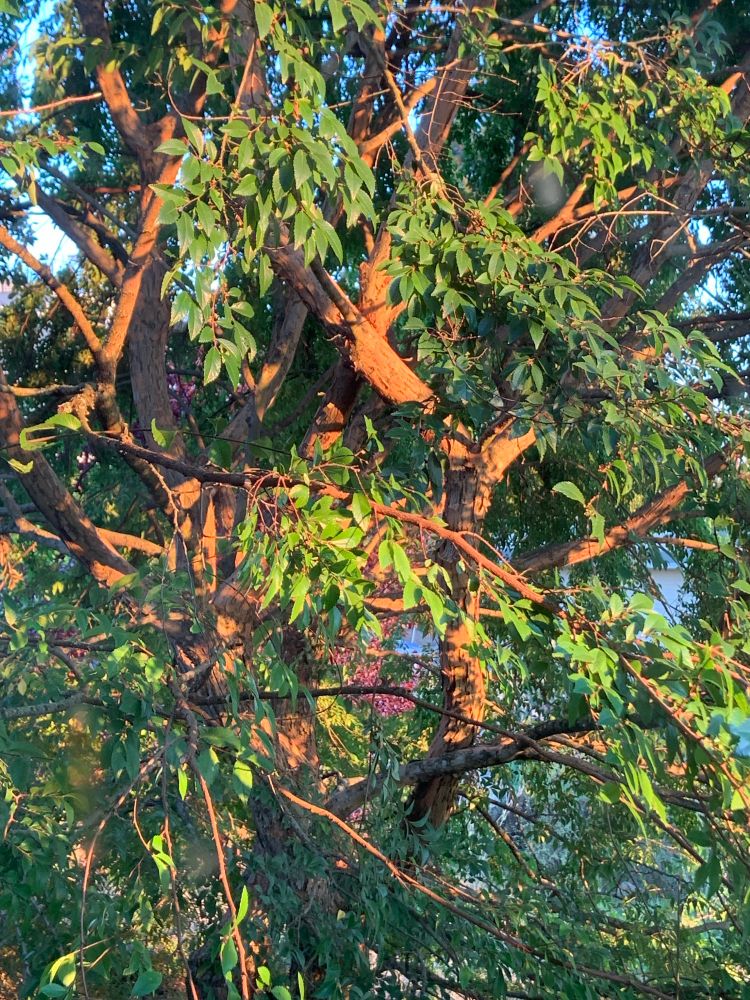 Close up picture through the branches of an elm tree looking at the trunk and limbs. The trunk and limbs are a red brown and the light of sunrise makes that orangy-red pop. The light yellow-green leaves have likewise lit up with the morning glow.