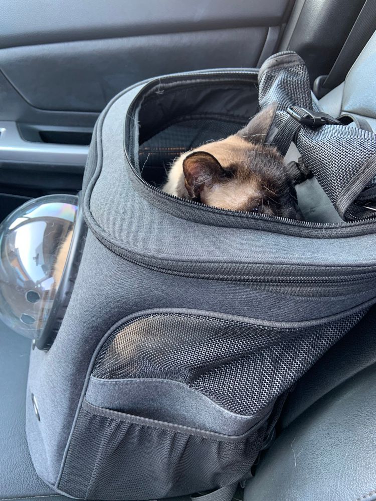 Black backpack carrier with bubble window. The lid is open, and a Siamese cat is peaking out the top. 