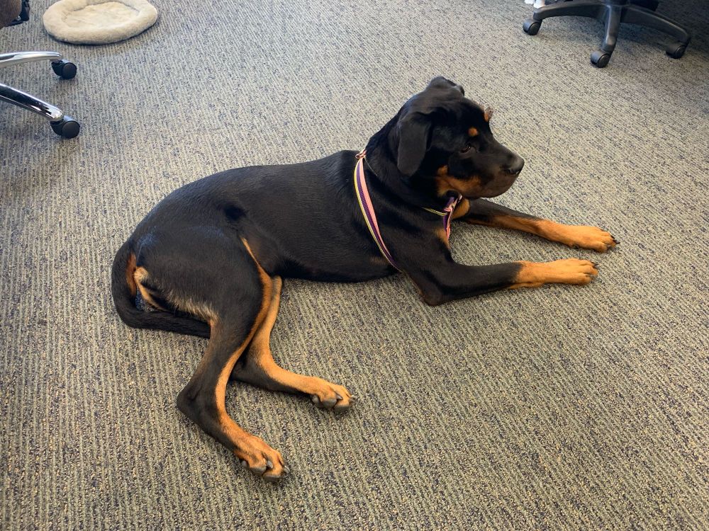 A Rottweiler lays on a carpeted office floor. 