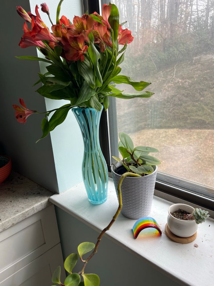 Trader Joe’s alstroemeria, a plant, a struggling succulent and a glass rainbow