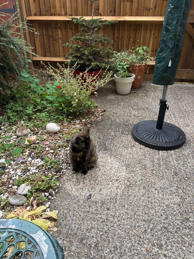 Calliope the brindle cat sits in the circle of paler concrete left behind after we moved the parasol base for the rotary washing line