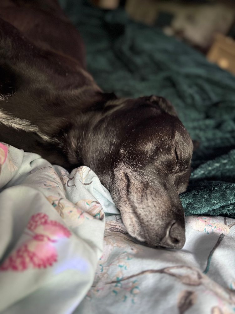 A photograph of my Bruno, a beautiful black and grey furry child , asleep, out cold on the blue duvet.