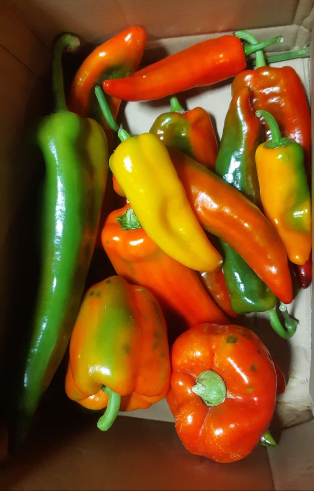 Orange, gelbe und grüne Spitzpaprika in einer Schachtel