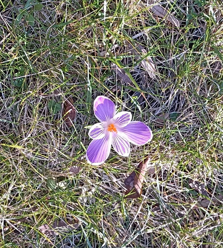 Un crocus bleu et blanc grand ouvert. 