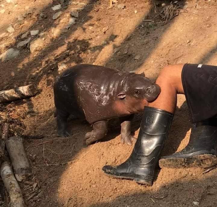 baby hippo chomping leg