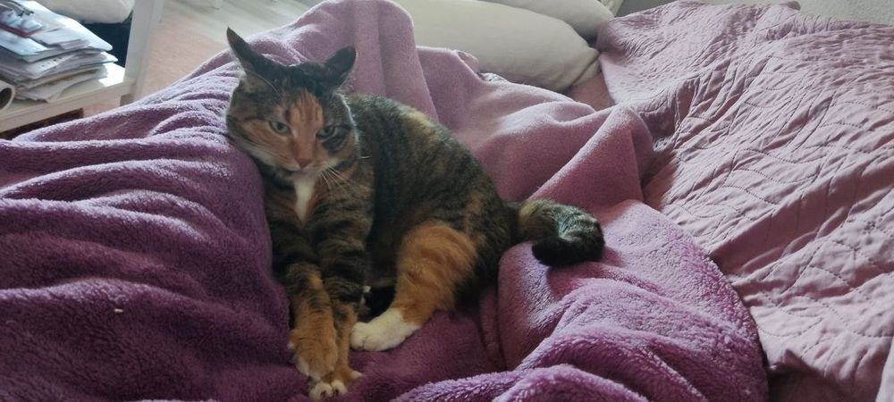 Meine Katze liegt auf meinem Schoß, ich liege unter einer pinken Decke 