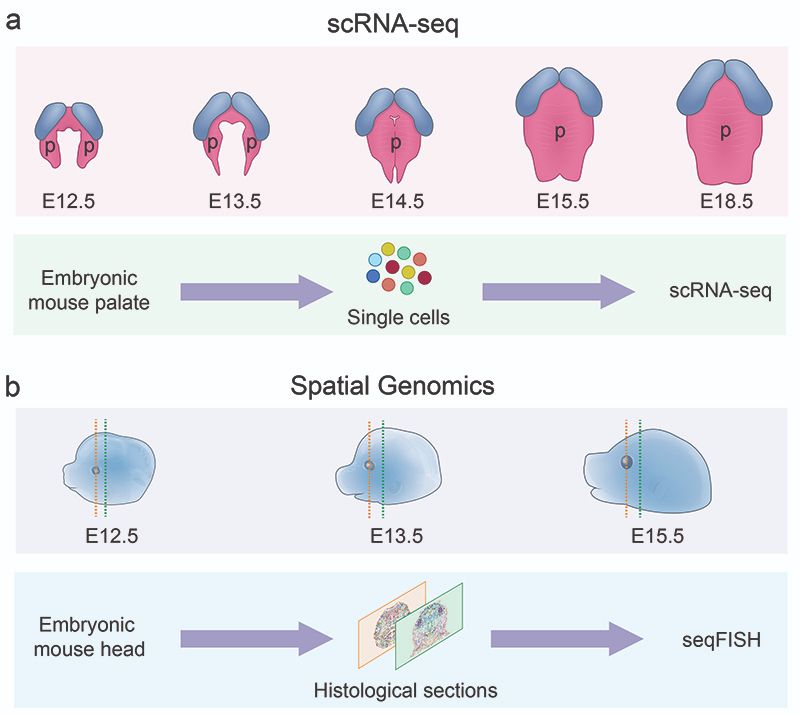Figure 1 from publication depicting scRNA-Seq data on embryonic mouse palate from stages E12.5 through E18.5 and Spatial Genomics data on embryonic mouse head from histological sections from stages E12.5 through E15.5