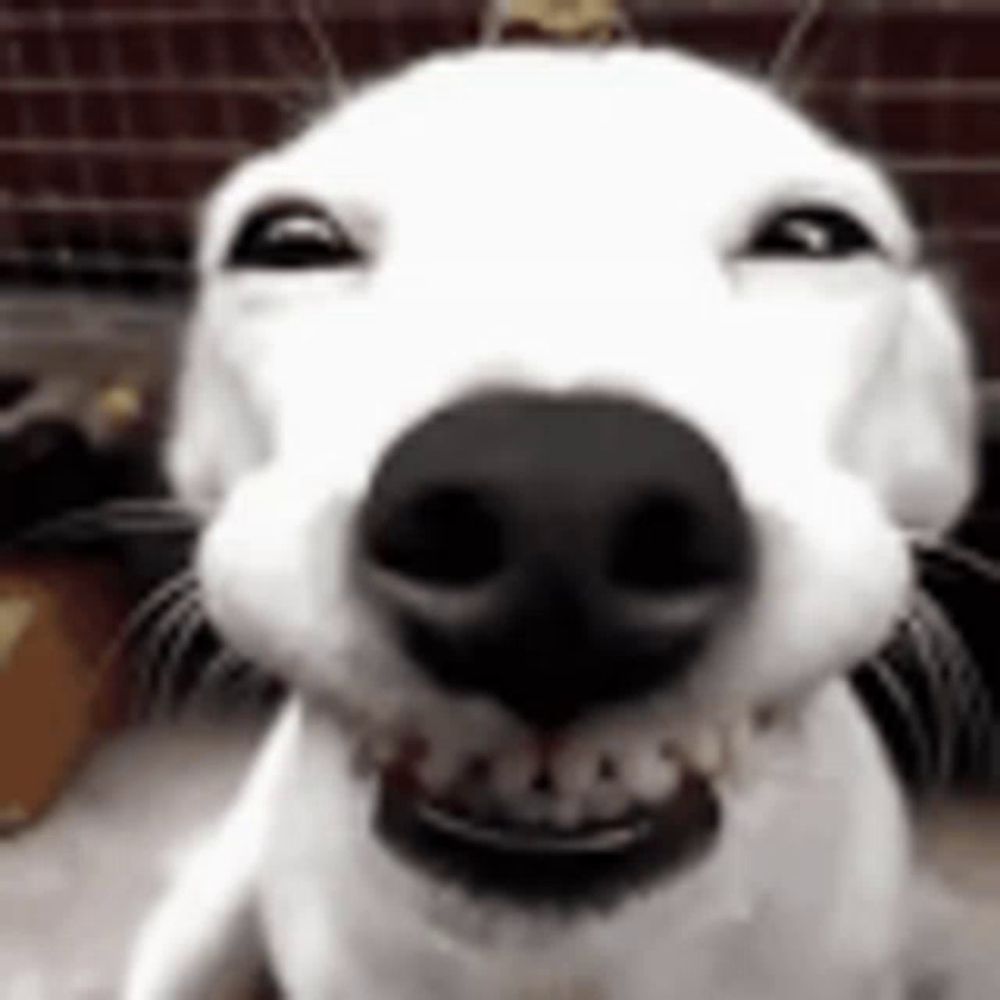 a close up of a white dog 's face with a crown on its head .