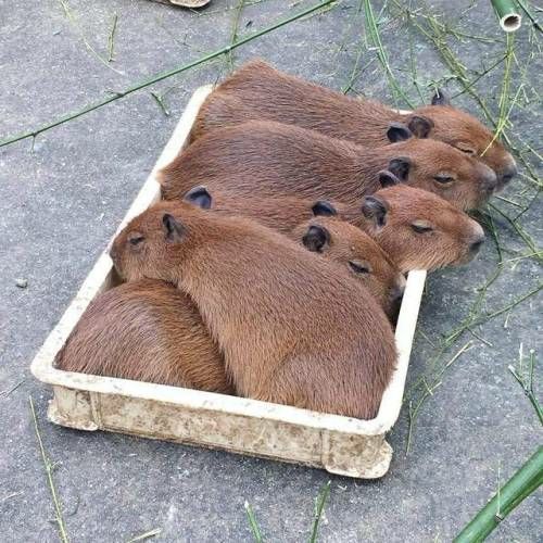 Eine flache Plastestiege voller Capibaras, auch Wasserschweine genannt, die sich darin eng aneinander kuscheln. 