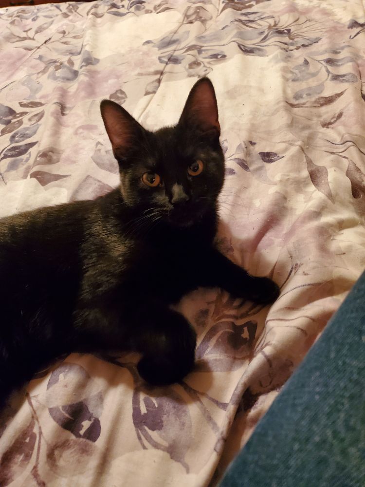A black kitten with large ears and alert yellow eyes is laying on a pink comforter. She is looking expectantly up at the camera