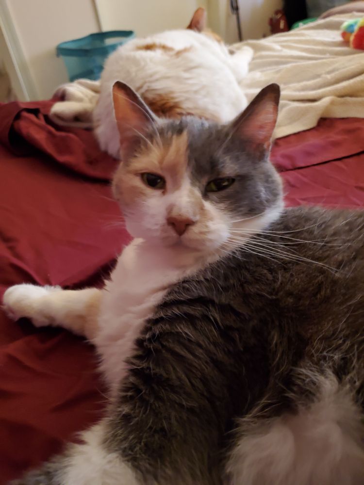A calico cat looks up sleepily at the camera. She is lying on a rumpled bed with red sheets