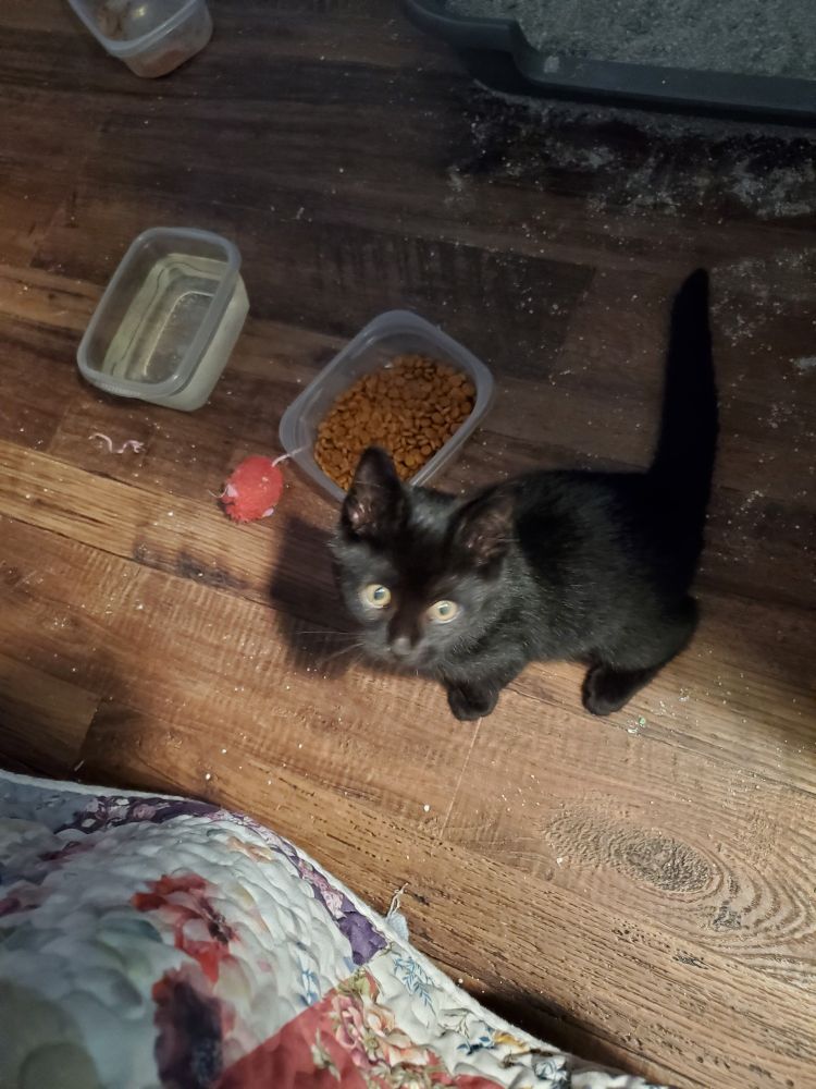 A small black kitten looks up at the camera. He has wide yellow-green eyes. Near him on the floor are food and water dishes and a bright pink mouse toy.