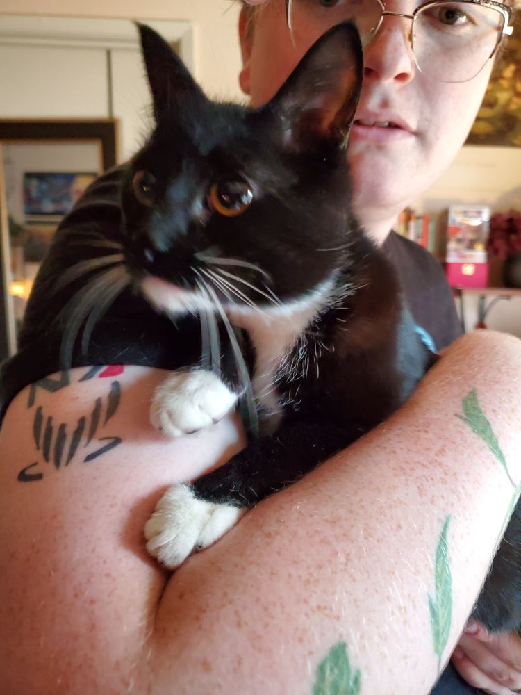 Pyewacket, a black and white tuxedo cat with white whiskers looks alertly at something out of frame. 