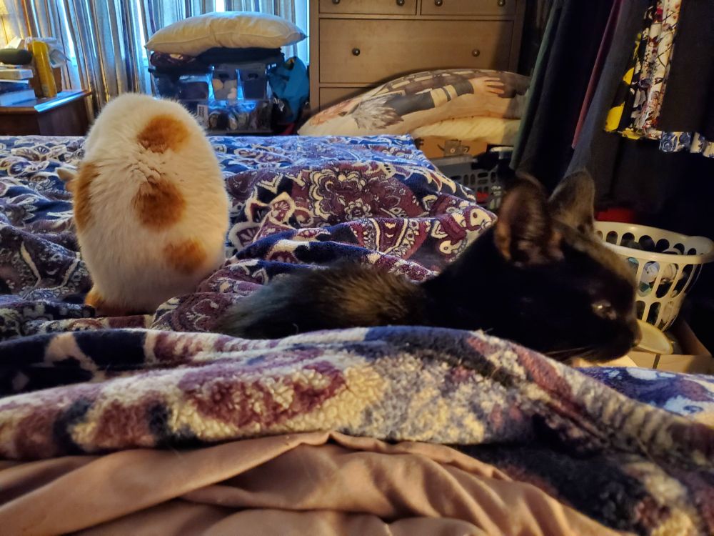 Two cats on a rumpled purple and white blanket. The cat on the left is white with orange spots and has her back completely turned. She is grooming herself so that her head isn't visible and she looks like a furry, egg-shaped lump. 

The cat on the right is entirely inky black, partially obscured by the blanket. She's in profile with her ears flicked toward the camera, clearly listening. One yellow eye is visible, giving some serious side-eye to the photographer.