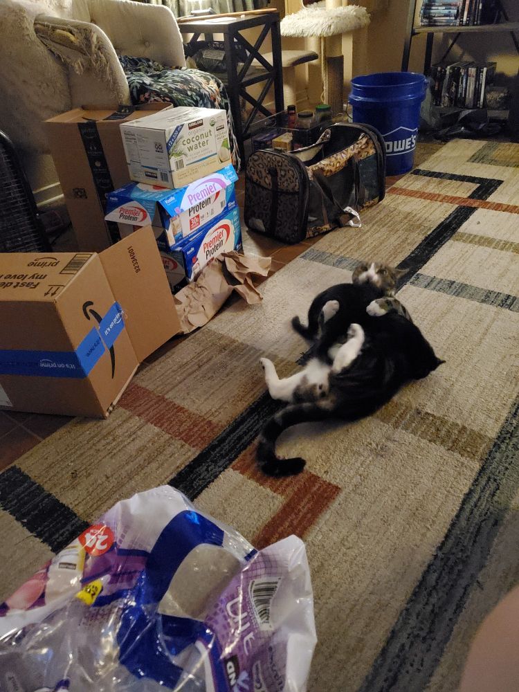 Two cats, a small black kitten and a larger gray & white tabby, are wrestling on a tan rug with a geometric pattern. The kitten is laying crossways across the tabby, who is on his back and looking somewhat distressed about this unexpected state.