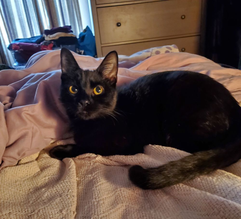 From the posts above, Judith from Accounting. A deep, solid black cat with large ears and yellow eyes