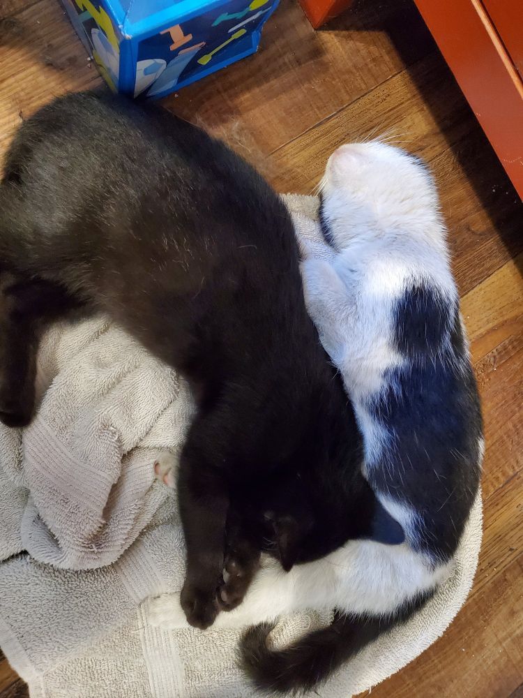 Maple & Del sleep on a rumpled white towel