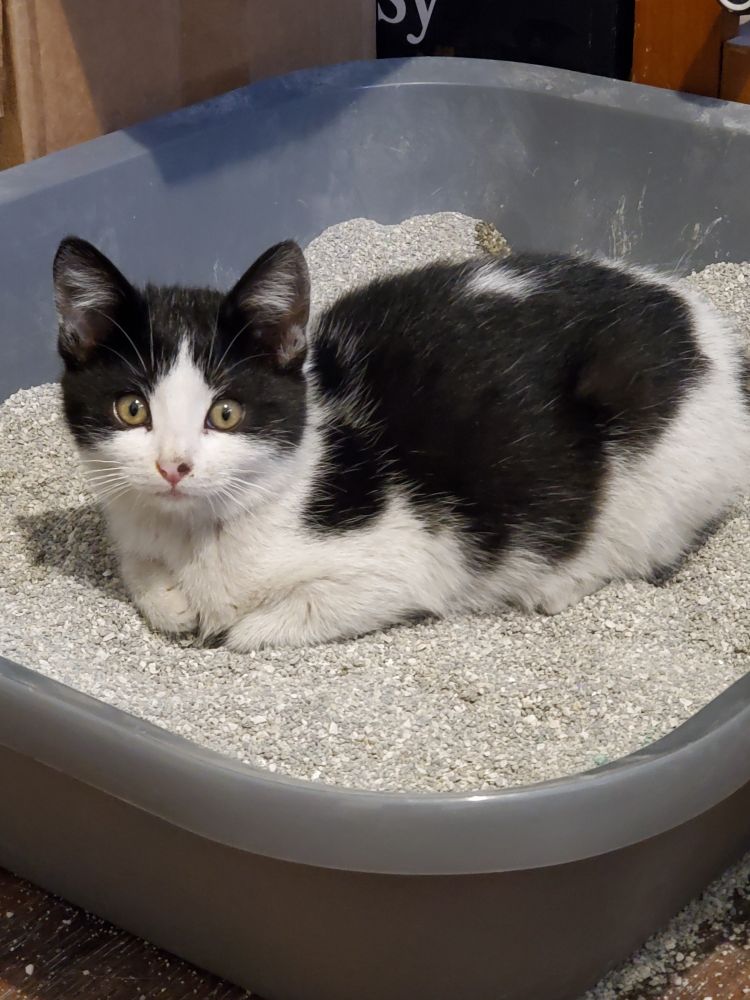 Maple, a small black & white kitten is laying loaf-style. She looks very surprised and confused. We have since discovered she is smarter than she looks.