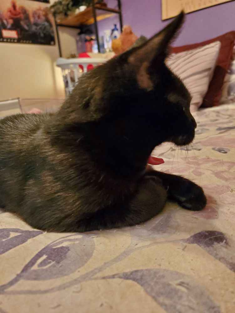 The black kitten from the first pic, now yawning in profile. Her tongue is curled and visible in her open mouth