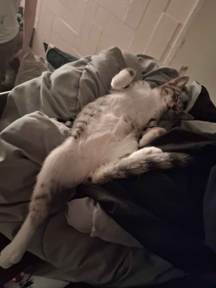 A tabby kitten with a white belly sleeps sprawled on his back on a messy gray and black blanket