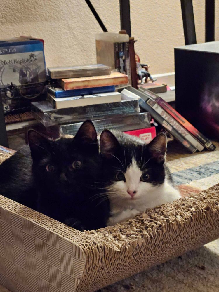 Two small kittens laying close together on a cardboard scratcher. They are looking at the camera. Very adorable
