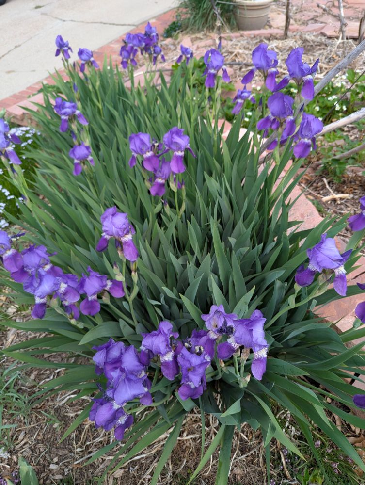 Purple iris looking beautiful with a couple of dozen flowers in a sea of leaves view from above 