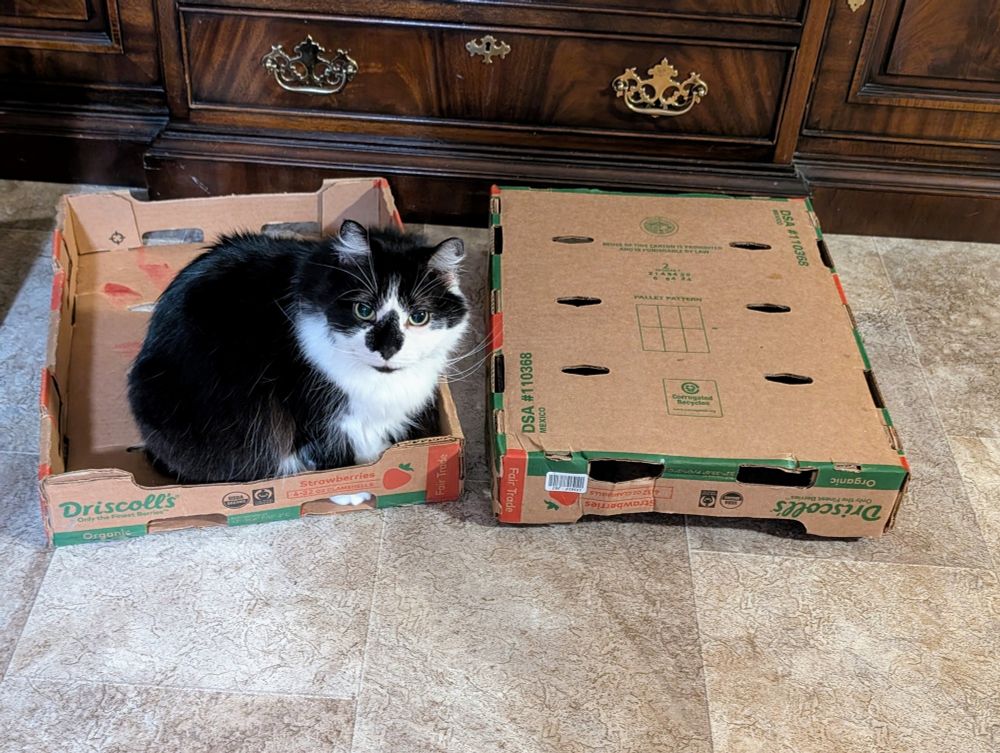 Photo of two identical boxes, one upside down and one right side up. Cat chose to sit in the box instead on the other box