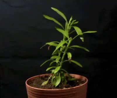 a plant in a pot with a black background is growing