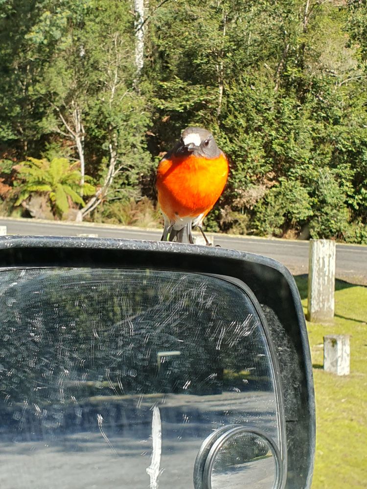 Kept flying at his reflections in the car windows....