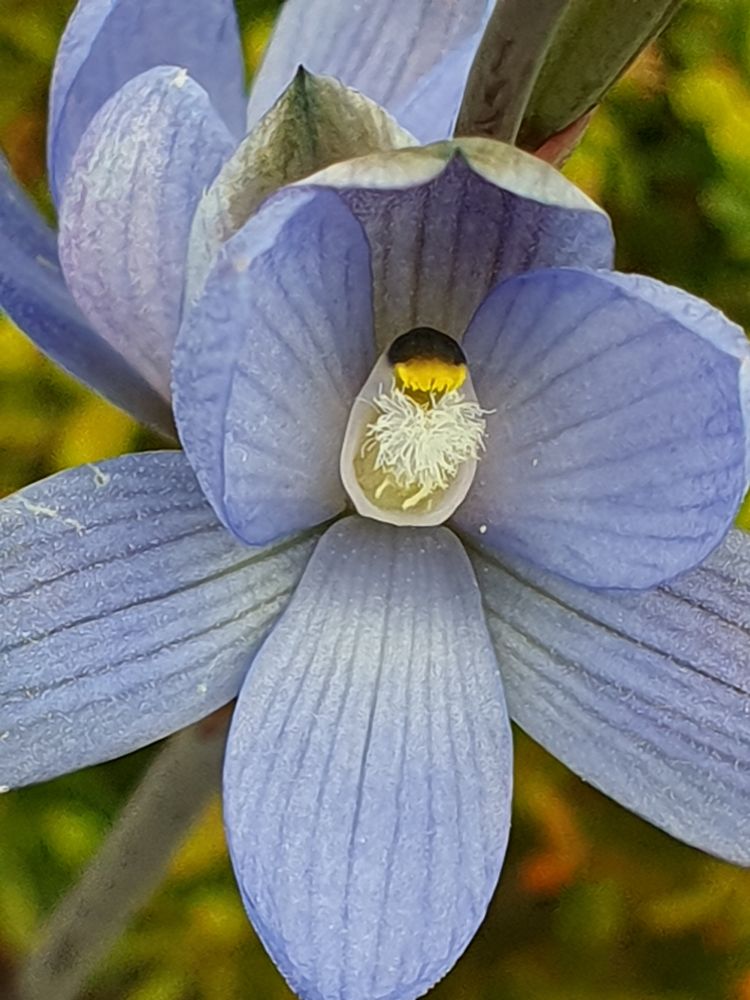 Close up shot of a lovely blue Thelymitra aristata 