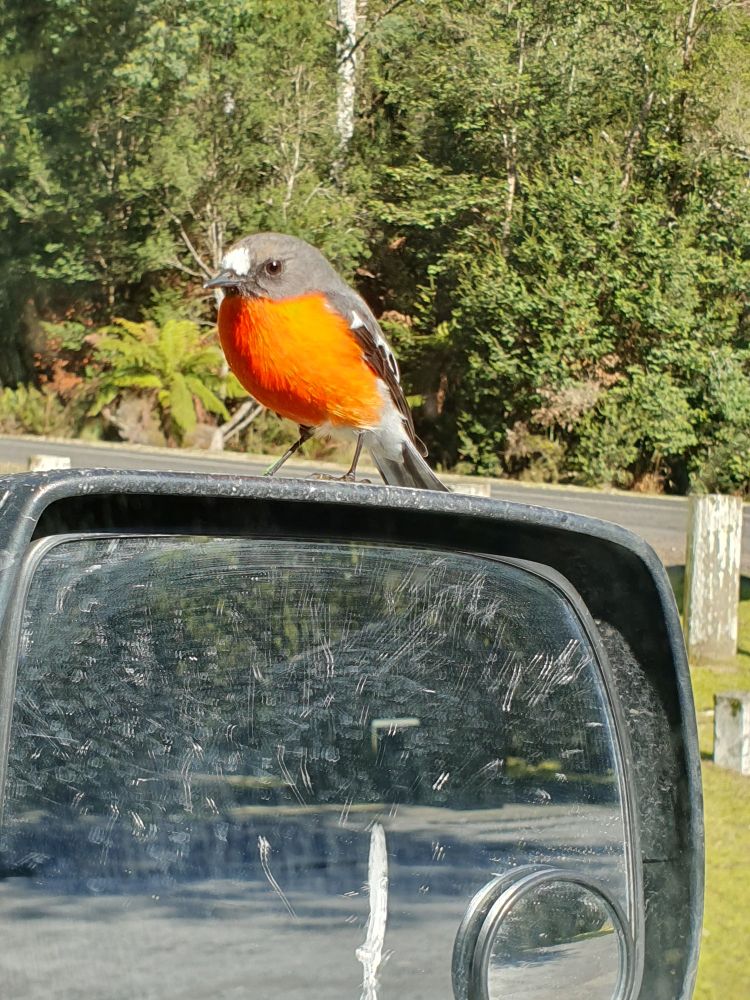 Gorgeous Scarlet Robin came and sat on the rear vision mirror... so close!