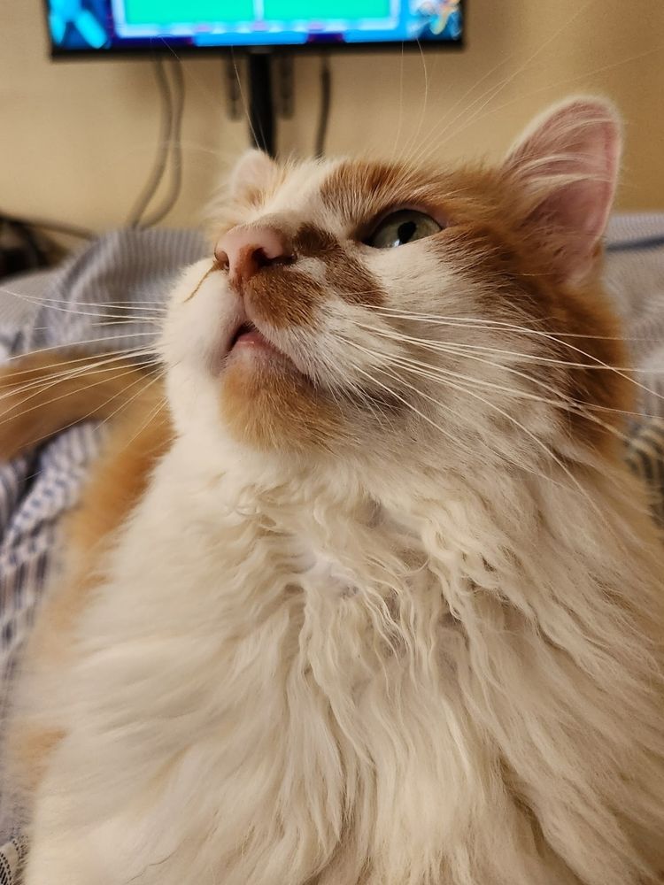 Shawty, as depicted by Proo the orange and white cat, indeed has the features mentioned in the clever parody lyrics