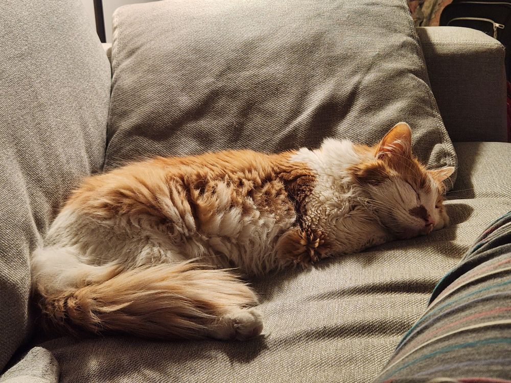 Proo the orange and white cat is sleeping on the couch, like Nostradamus said