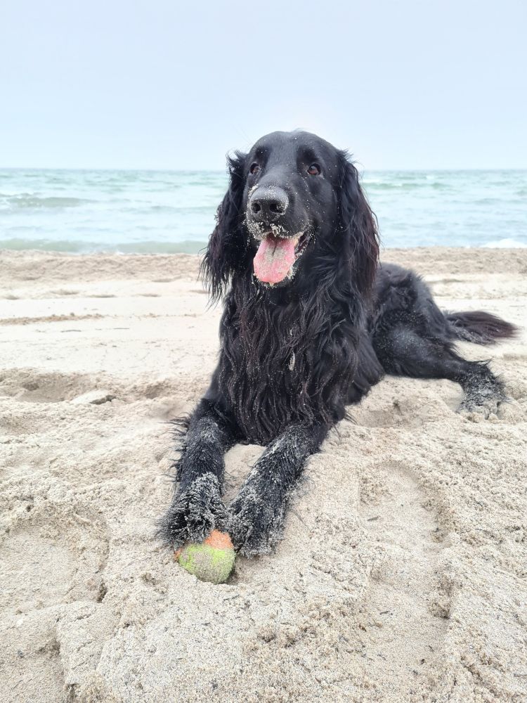 Alfred the black flatcoated retriever in his dog paradise, on a beach with a ball. Lying on the sand, green ball under his front paws, tongue lolling, teanquil sea in the background