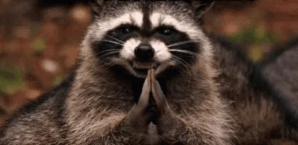 a raccoon is sitting on the ground with its paws folded and smiling .