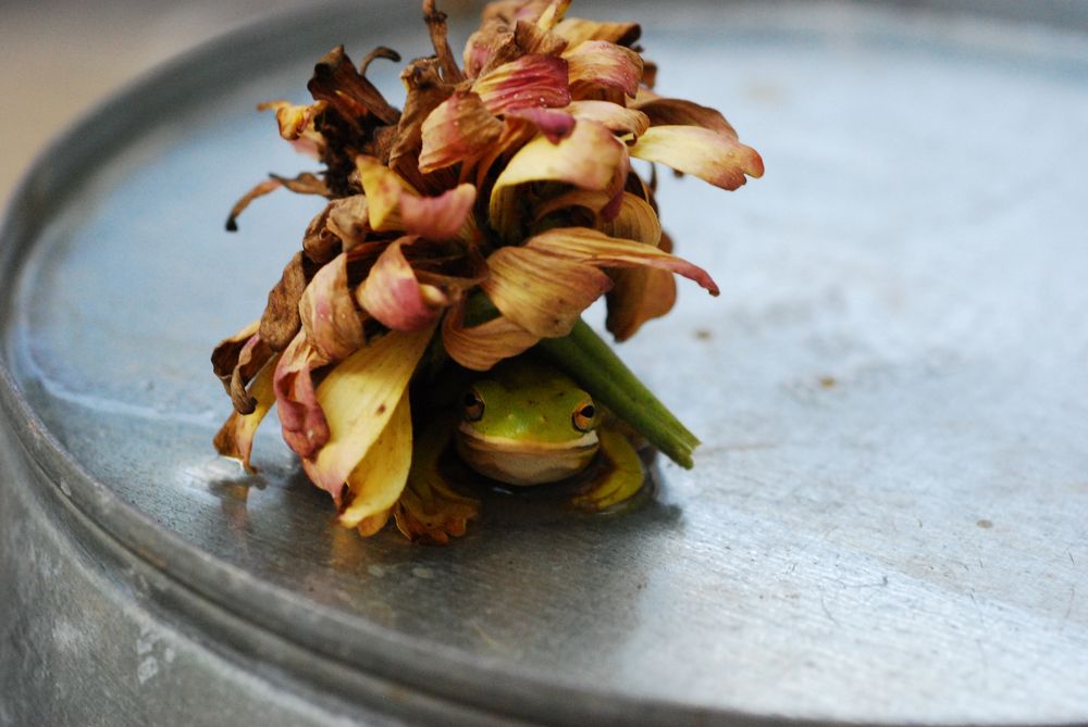 A frog sitting on top of a bucket, near a tiny pool of water that accumulated in the corner. It is hiding under a dried flower for shade from the sun on a dry, hot summer day as it waits for rain. (I was so sure it was going to jump on my camera 🤭)