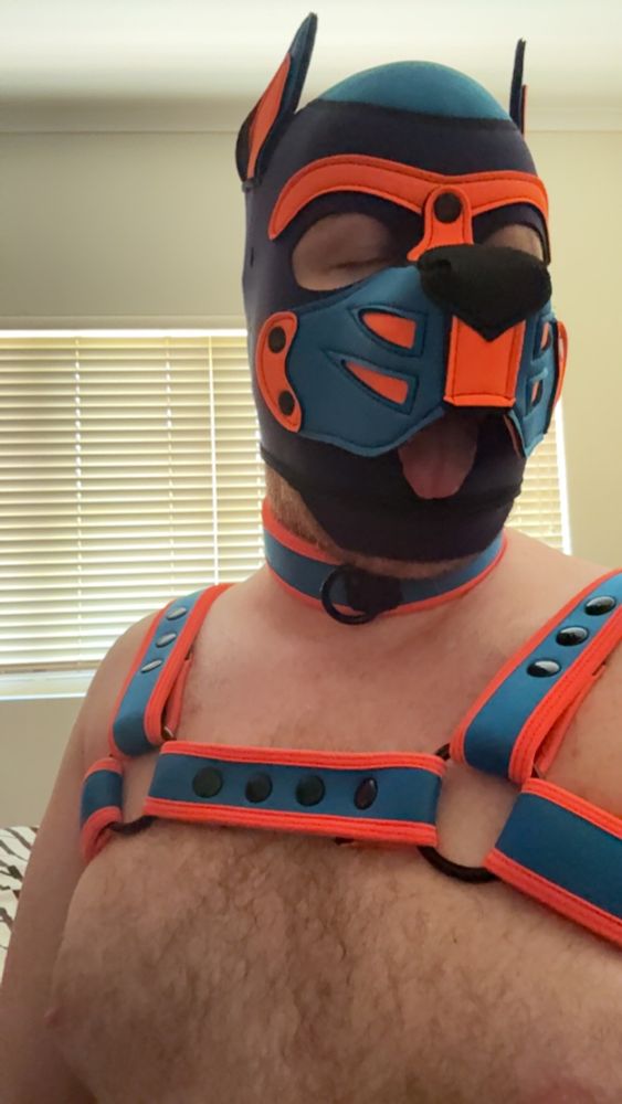 Erend wearing his new hood, collar and harness. Erend has his tongue out. The collar and harness are cobalt blue with orange trim.  The hood has a navy base, with cobalt highlights and orange marks.  