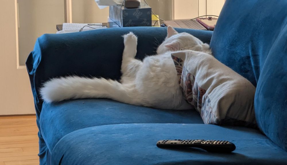 A picture of a fluffy white cat curled up on the couch with a back leg sticking straight up the arm. 