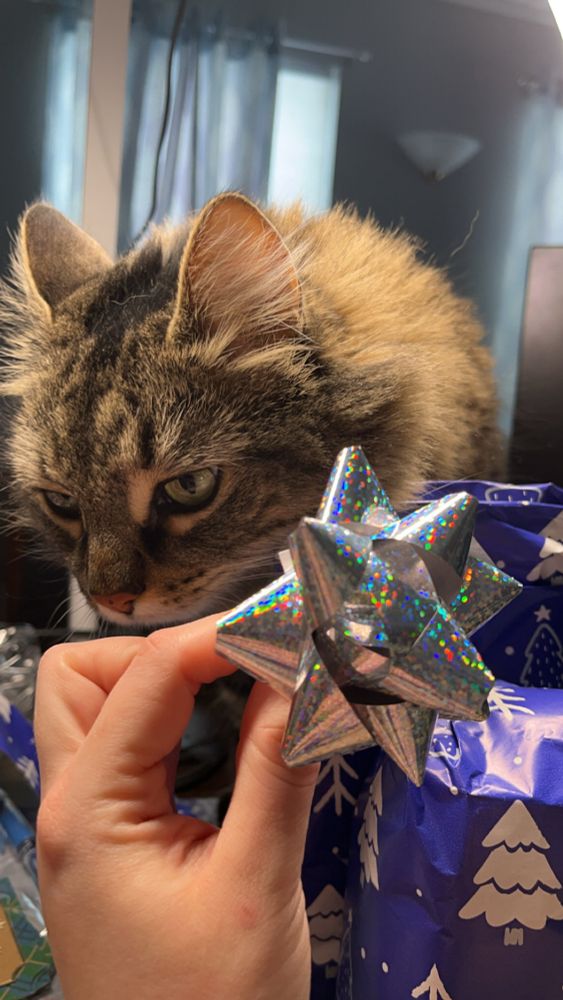 judgmental cat judgmentally judging my horrific christmas gift wrapping skills. 