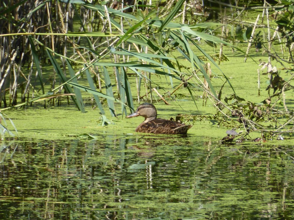Duck in the water at Wicken Fen